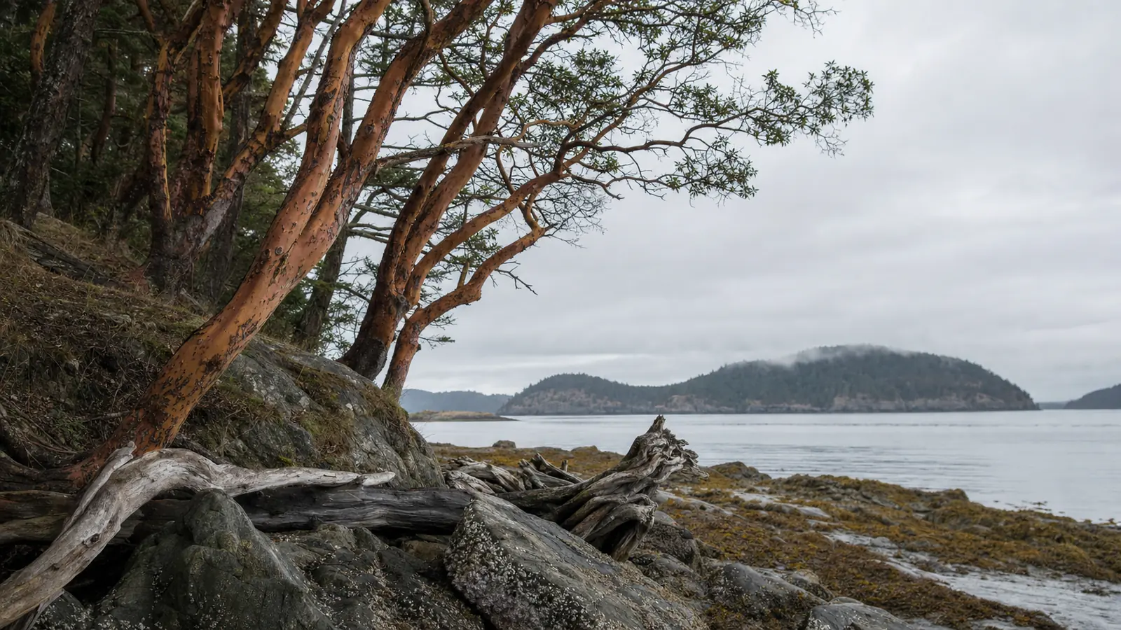 Rocky San Juan Island shoreline at low tide with madrona trees and driftwood